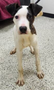 Rescue Hound Dogs for Adoption in Little Rock, Arkansas - Adan | PetCurious