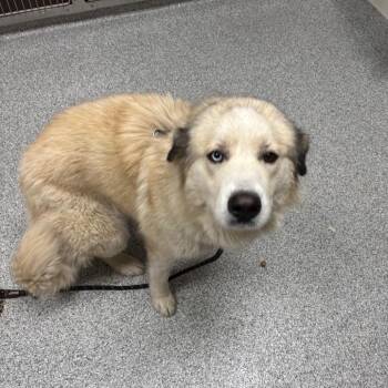 Great Pyrenees and Husky Dogs Available for Adoption - Shakira | PetCurious