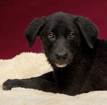 Rescue Labrador Retriever Dogs for Adoption in Houston, Texas - Stevie | PetCurious