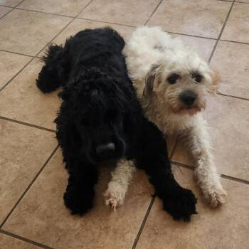 Poodle and Cocker Spaniel Dogs Available for Adoption in Houston, Texas - Blackie | PetCurious