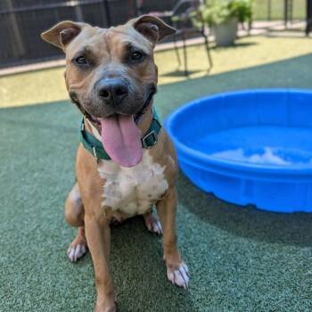 Princess Hall -  Pit Bull Terrier Dog for Adoption in Greensboro, North Carolina - Princess Hall | PetCurious