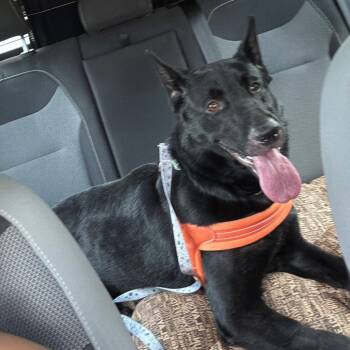 Rescue German Shepherd Dog Dogs for Adoption in Savannah, Georgia - Varnyx | PetCurious