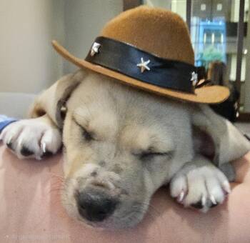PUPPY COWBOY -  Catahoula Leopard Dog Dog for Adoption in Franklin, Tennessee - PUPPY COWBOY | PetCurious