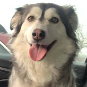 Border Collie and Husky Dogs Available for Adoption - Maddison | PetCurious