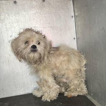 Shih Tzu Dogs Available for Adoption in Edinburg, Texas - Dempsey | PetCurious