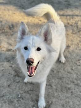 Rescue German Shepherd Dog and Samoyed Dogs for Adoption in Sylvania, Georgia - Castle 2.0 | PetCurious