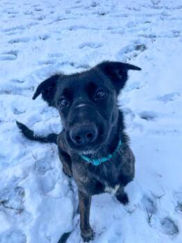 Labrador Retriever and Shepherd Dogs Available for Adoption - Milky Way | PetCurious