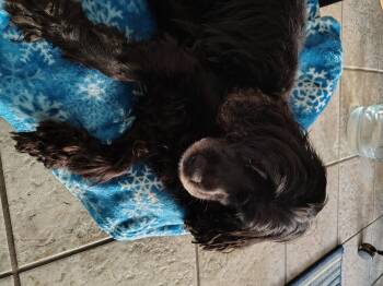 Rescue English Cocker Spaniel and Cavalier King Charles Spaniel Dogs for Adoption in Parker, Colorado - Zuzu N 25110 | PetCurious