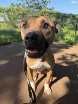 Imogen -  Pit Bull Terrier and Mixed Breed Dog for Adoption in Kansas City, Missouri - Imogen | PetCurious