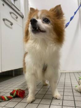 Mandy -  Pomeranian and Chihuahua Dog for Adoption in Fall River, Massachusetts - Mandy | PetCurious