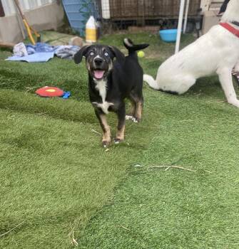 Millie -  Husky Dog for Adoption in New Bedford, Massachusetts - Millie | PetCurious