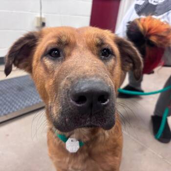 Google -  Mixed Breed and German Shepherd Dog Dog for Adoption in York, Pennsylvania - Google | PetCurious