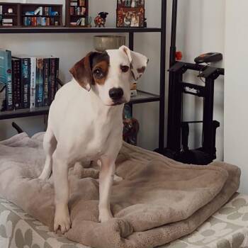 Lolli -  Terrier Dog for Adoption in Philadelphia, Pennsylvania - Lolli | PetCurious