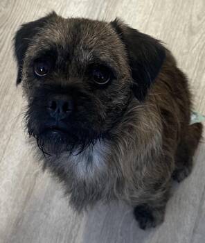 Border Terrier Dogs Available for Adoption in Boca Raton, Florida - Tigger | PetCurious