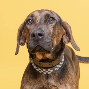 Mixed Breed Dogs Available for Adoption - Buster | PetCurious