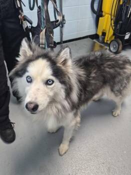 Pen 205 Nova -  Siberian Husky Dog for Adoption in Lawrenceville, Georgia - Pen 205 Nova | PetCurious