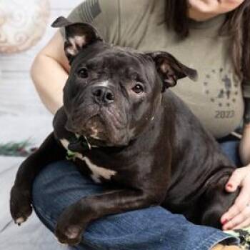 Rescue Bulldog Dogs for Adoption in Philadelphia, Pennsylvania - Oreo | PetCurious