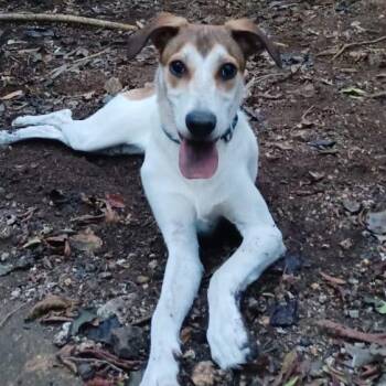 Billie -  Greyhound and Whippet Dog for Adoption in New York, New York - Billie | PetCurious