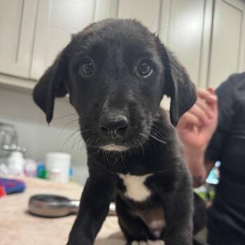 Witchy -  Black Labrador Retriever and Mixed Breed Dog for Adoption in Buchanan Dam, Texas - Witchy | PetCurious