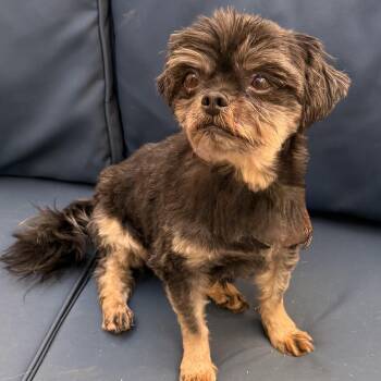 Brussels Griffon Dogs Available for Adoption in Charlotte, North Carolina - Archie | PetCurious