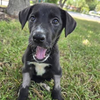 Rescue Mixed Breed Dogs for Adoption in Austin, Texas - Lychee | PetCurious