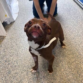 Wiggles -  Mixed Breed Dog for Adoption in Hendersonville, North Carolina - Wiggles | PetCurious