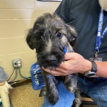 Frog -  Terrier and Schnauzer Dog for Adoption in Chehalis, Washington - Frog | PetCurious