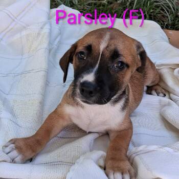 Retriever Dogs Available for Adoption in Austin, Texas - Parsley MW | PetCurious