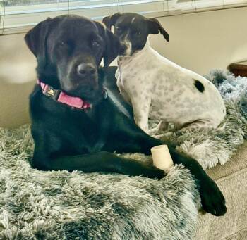 Rescue Dachshund and Chiweenie Dogs for Adoption in Huntington Beach, California - Cosmo | PetCurious