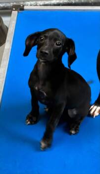 Kadee -  Dachshund Dog for Adoption in Stuarts Draft, Virginia - Kadee | PetCurious