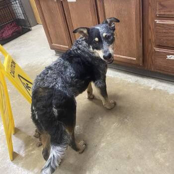 Australian Cattle Dog Blue Heeler Dogs Available for Adoption - Stormy - 021211U | PetCurious