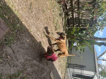 Belgian Shepherd Malinois Dogs Available for Adoption in Parrish, Florida - Sasha | PetCurious