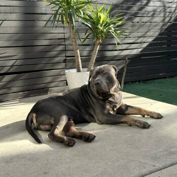 Gaza -  Mixed Breed Dog for Adoption in Philadelphia, Pennsylvania - Gaza | PetCurious