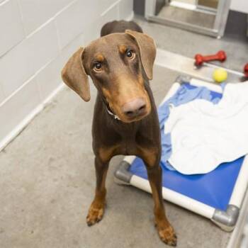 Doberman Pinscher Dogs Available for Adoption in Phoenix, Arizona - Romeo | PetCurious