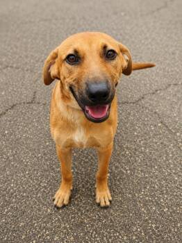 Cody Pawterson -  Labrador Retriever and Shepherd Dog for Adoption in Skyline, Minnesota - Cody Pawterson | PetCurious