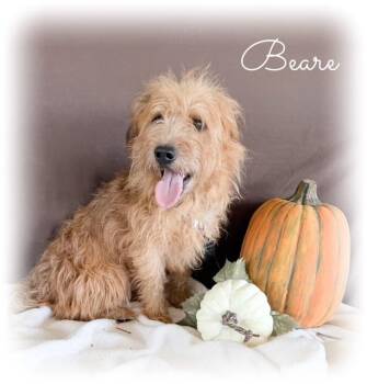 Beare -  Terrier Dog for Adoption in Tulsa, Oklahoma - Beare | PetCurious
