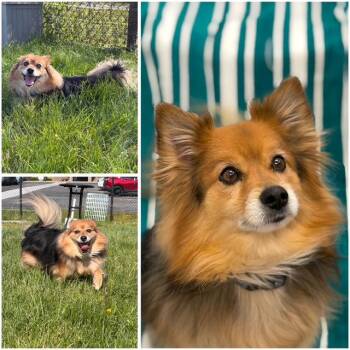 SAMMIE -  Pomeranian and Mixed Breed Dog Available for Adoption in Fort Wayne, Indiana - SAMMIE | PetCurious