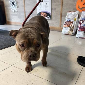 Jaina Proudmoore -  Mixed Breed Dog for Adoption in Davenport, Iowa - Jaina Proudmoore | PetCurious