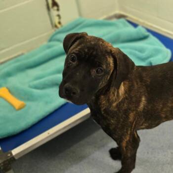 Mixed Breed Dogs Available for Adoption in East Hanover, New Jersey - Bebe | PetCurious
