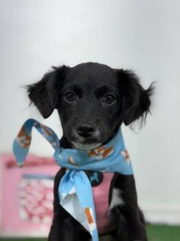 Scout-One of our Amazing Rescue Dogs -  Papillon and Spaniel Dog for Adoption in Carlsbad, California - Scout-One Of Our Amazing Rescue Dogs | PetCurious