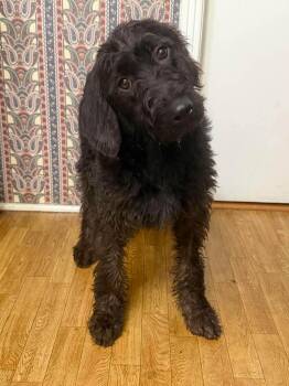 Icelyn AA in MS -  Labrador Retriever and Standard Poodle Dog for Adoption in Warwick, Rhode Island - Icelyn AA In MS | PetCurious