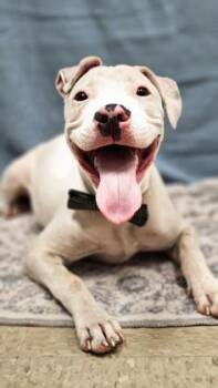 Tofu -  Mixed Breed Dog for Adoption in Hamilton, Ohio - Tofu | PetCurious