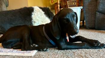 Rescue Retriever and Hound Dogs for Adoption in Effingham, Illinois - Thunder | PetCurious