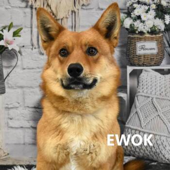 Cardigan Welsh Corgi Dogs Available for Adoption - Ewok | PetCurious