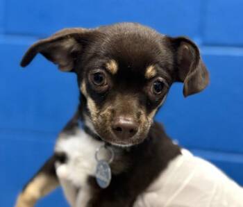 Chihuahua Dogs Available for Adoption in Golden, Colorado - Romeo | PetCurious