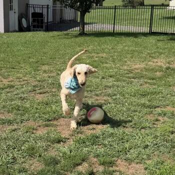 Frank -  Golden Retriever and Poodle Dog for Adoption in Sinking Spring, Pennsylvania - Frank | PetCurious