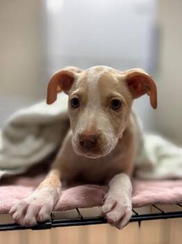 Poppyseed -  Pit Bull Terrier Dog for Adoption in Nacogdoches, Texas - Poppyseed | PetCurious