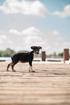 Malo -  Terrier Dog for Adoption in Mico, Texas - Malo | PetCurious