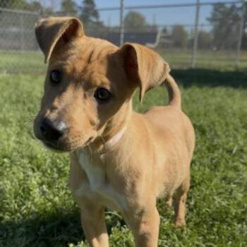 Carolina Dog and Terrier Dogs Available for Adoption in Tomah, Wisconsin - Brownie | PetCurious