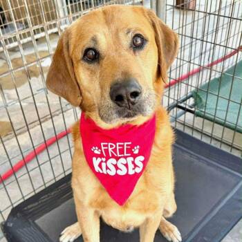 Labrador Retriever and Mixed Breed Dogs Available for Adoption in Phoenix, Maryland - Brutus* | PetCurious